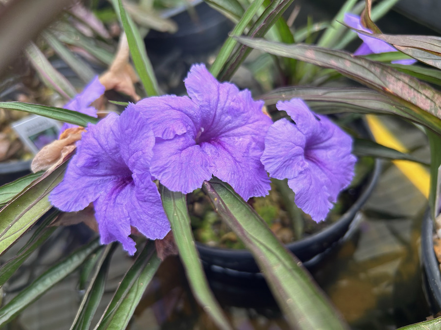 Aquatic Plant Water Bluebell