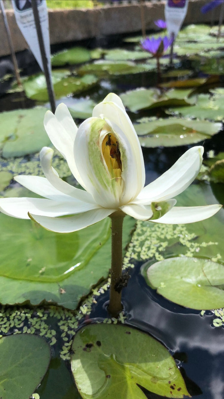 Water Lily TRUDY SLOCUM