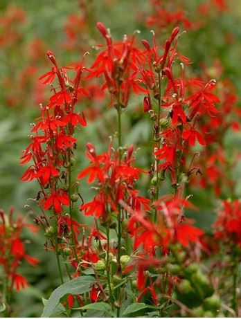 Aquatic Plant - Cardinal Flower