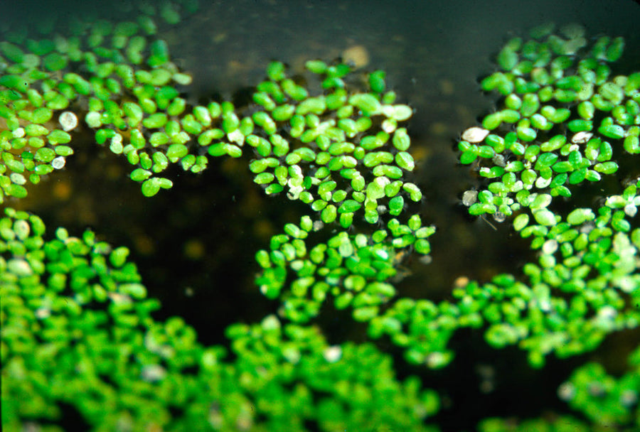Floating Plant Duck Weed