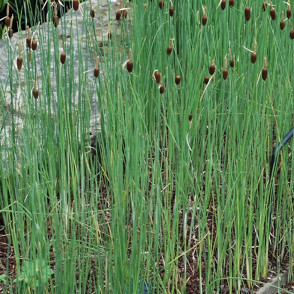 Aquatic Plant Dwarf Cattail