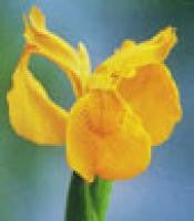 Iris Yellow Pseudacorous