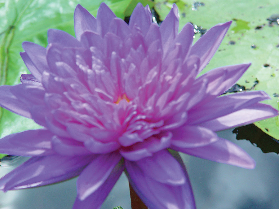 Water Lily - KING OF SIAM