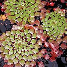 Aquatic Plant Ludwigia Mosaic