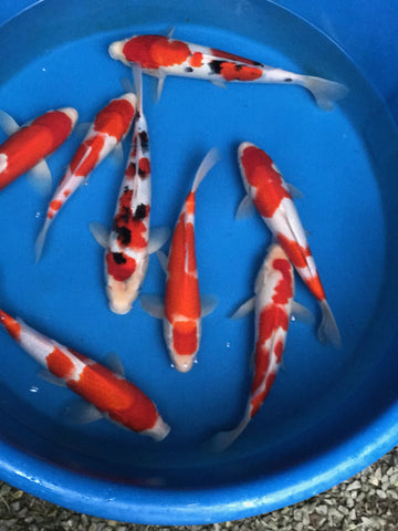 IMPORT KOI 8-10