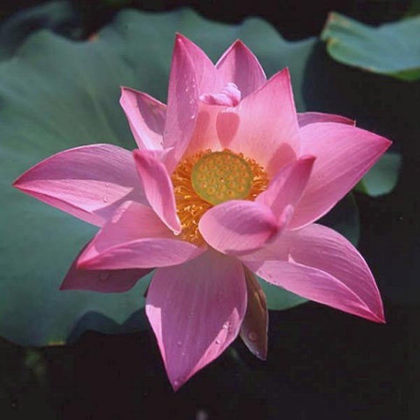 Lotus - MAGGIE BELLE SLOCUM