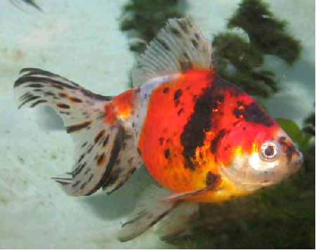 Goldfish Fantail 4