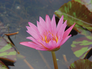 Water Lily - QUEEN OF SIAM