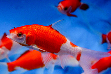 Goldfish Sarasa Comet 5-6 in