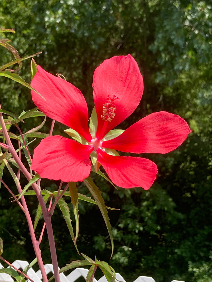Aquatic Plant -Hibiscus Rose Mallow