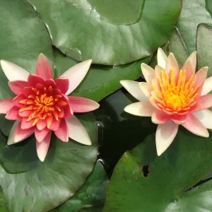 Water Lily - SIOUX
