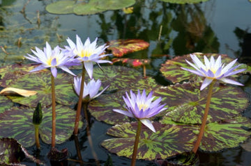Water Lily - STAR OF SIAM