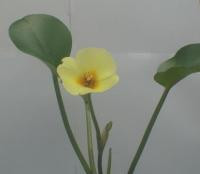 Aquatic Plant Water Poppy