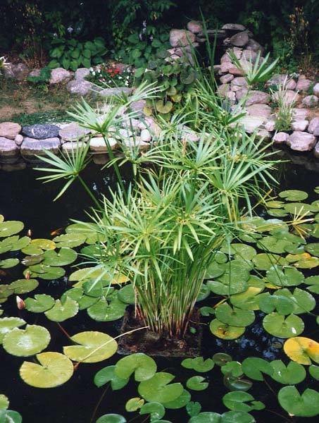 Aquatic Plant Umbrella Palm