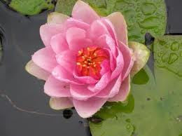 Water Lily Madame Wilfron Gonnere