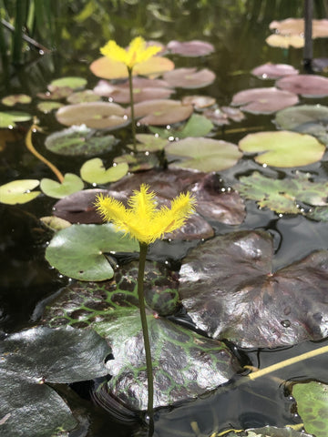 Aquatic Plant Yellow Snowflake