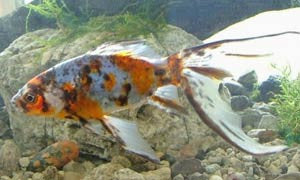 GOLDFISH SHUBUNKIN 4-5 IN