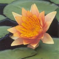 Water Lily - COMMANCHE