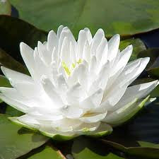 WATER LILY -Gonnere
