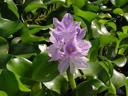 Floating Water Hyacinth