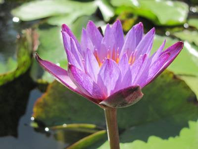 Water Lily - LINDSEY WOODS
