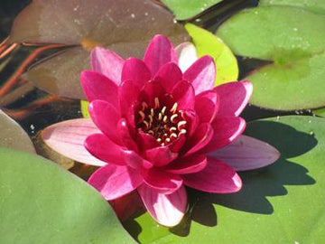 Water Lily - PERRY'S BABY RED