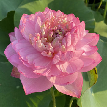 Lotus - PINK DUPLICATE