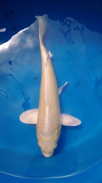 IMPORT KOI 16